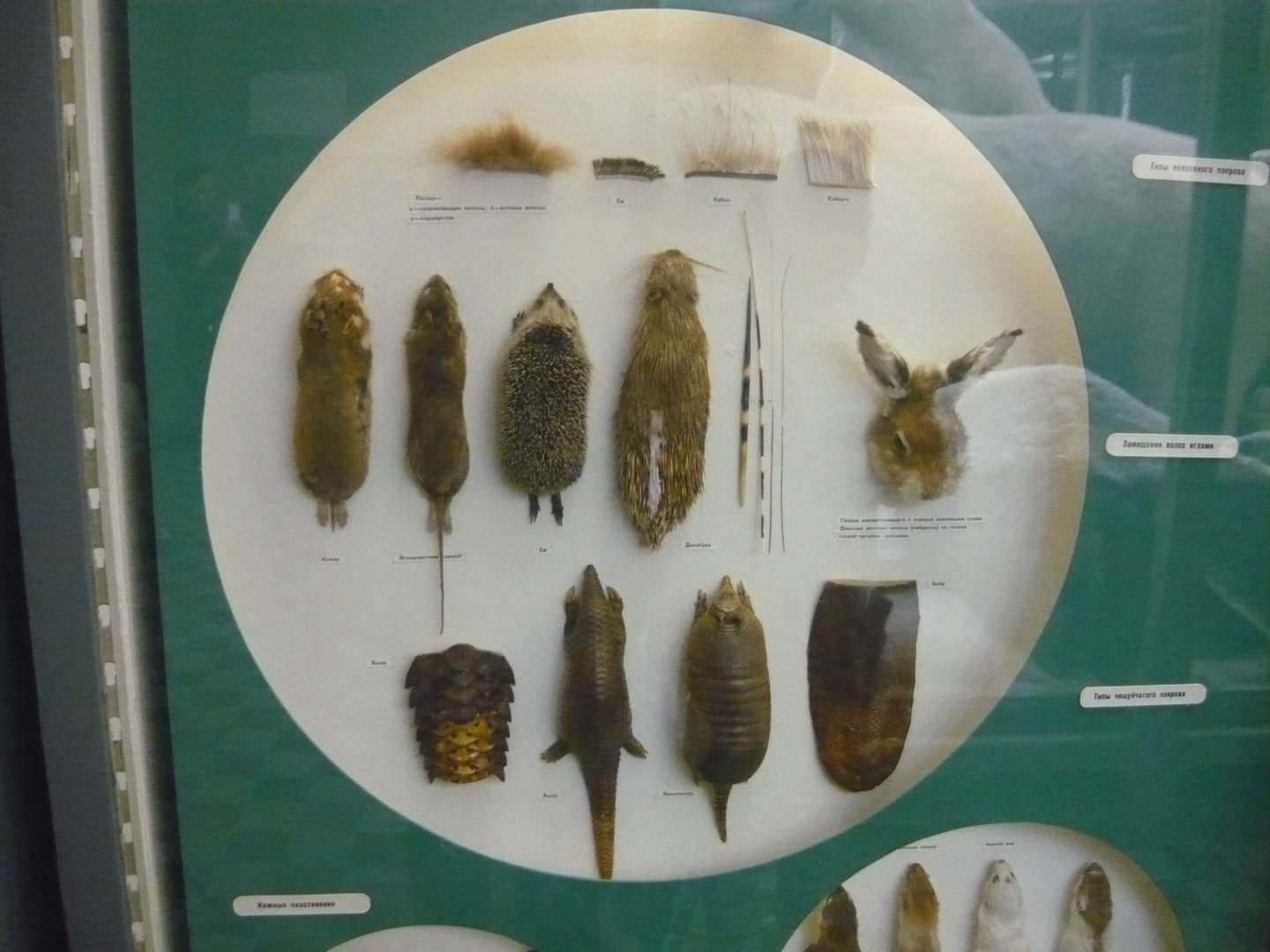 Mammalian integumentary derivatives