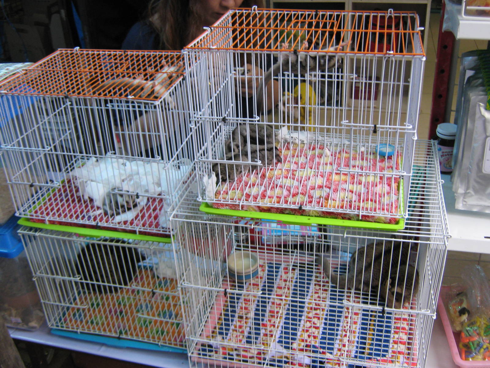 mammals, Chatuchak Weekend Market, January 2014