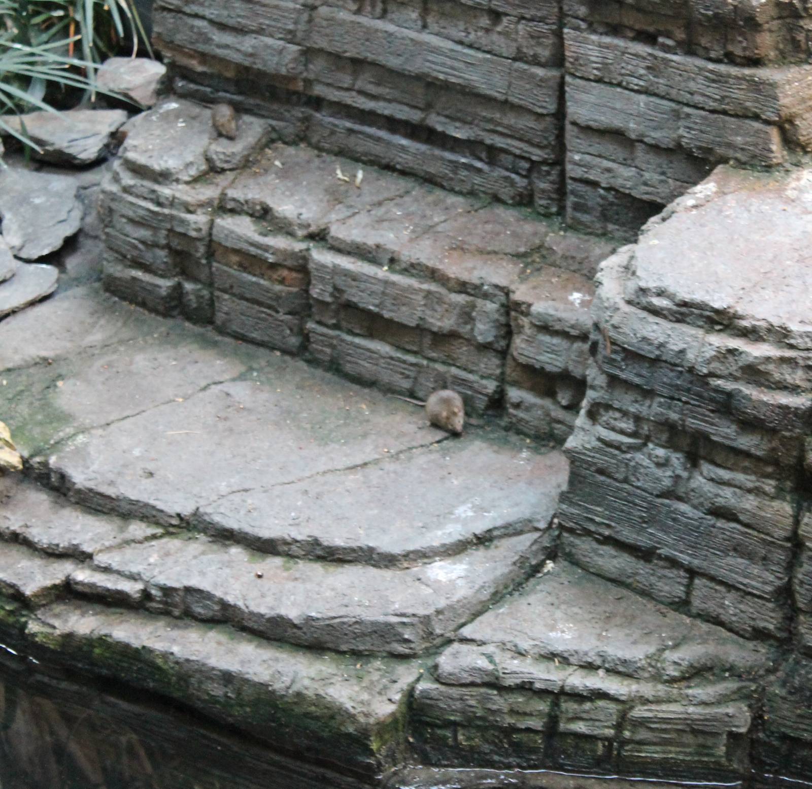 Mammals in the Bird-house