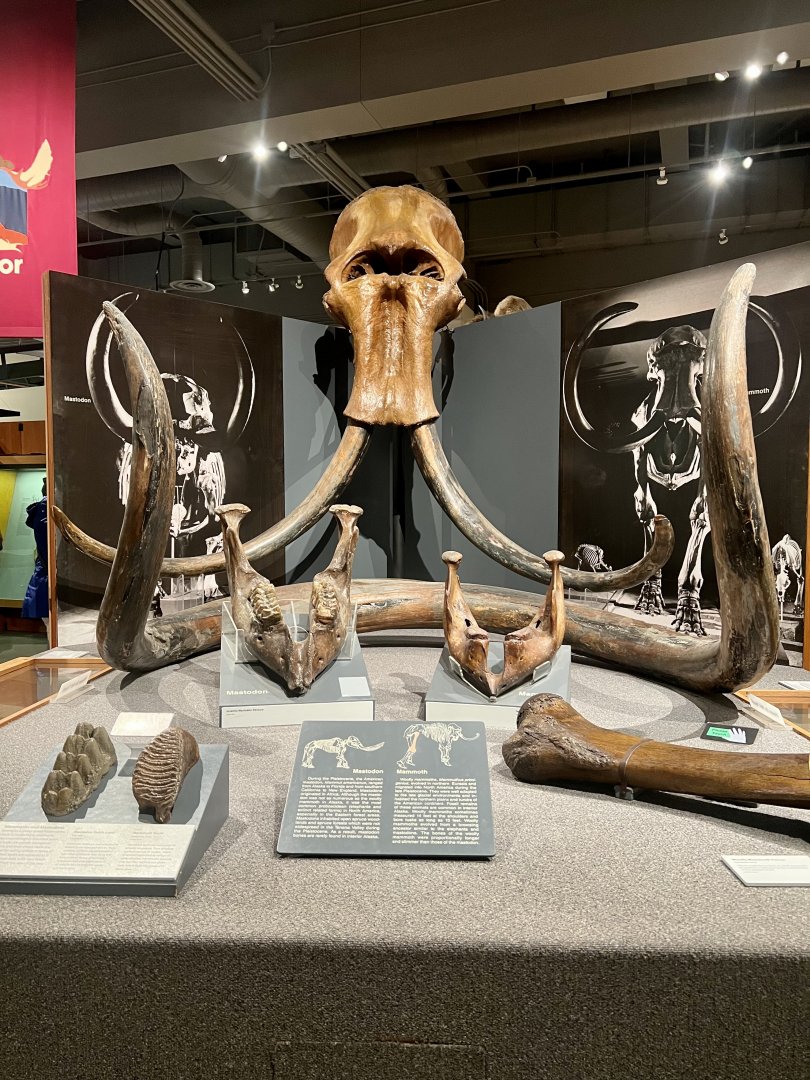 Mammoth and Mastodon Display