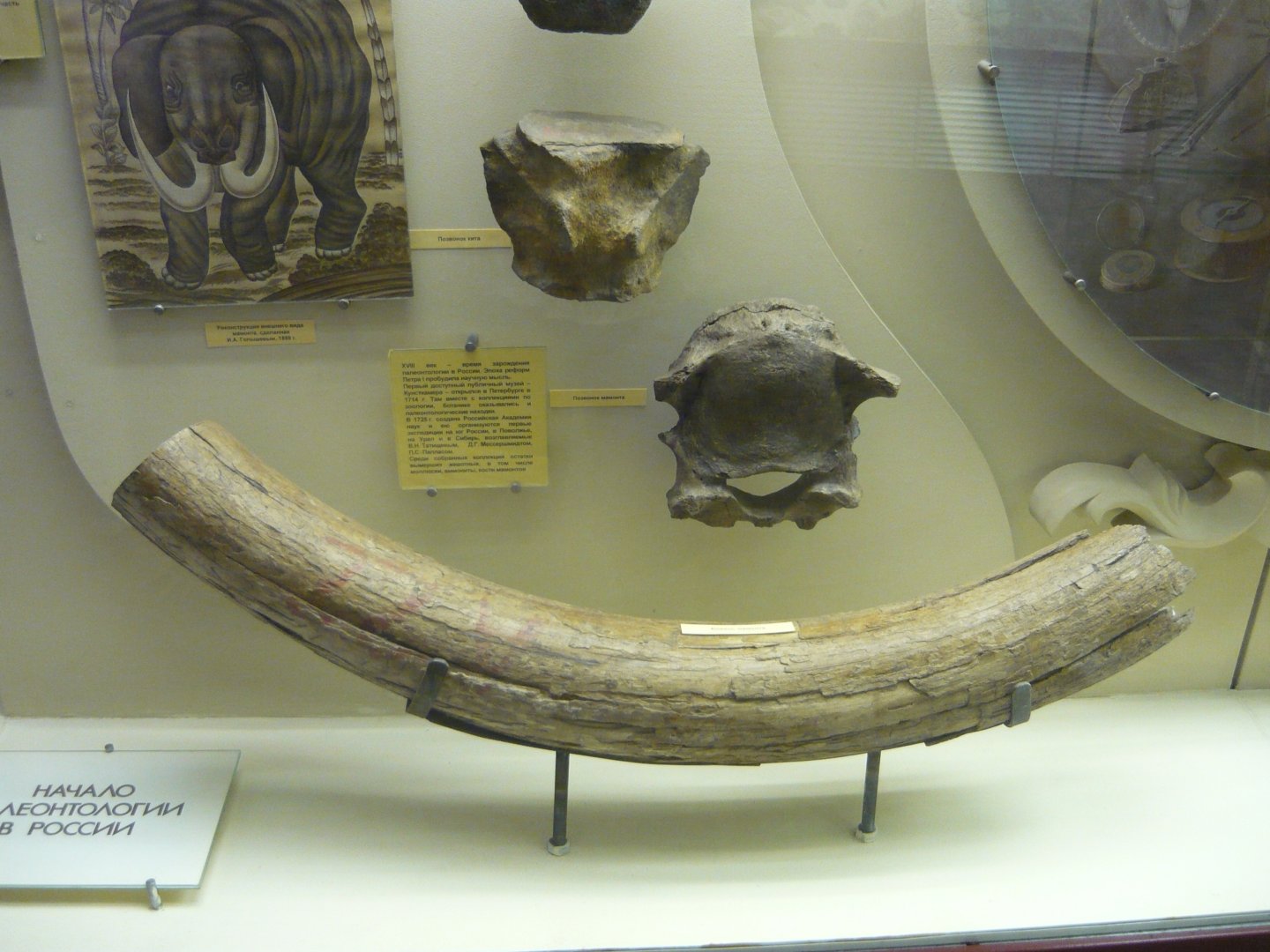Mammoth and whale fossils