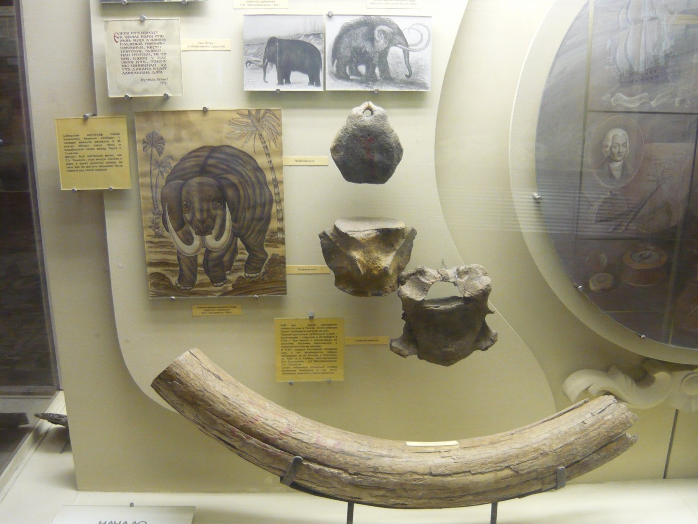 Mammoth and whale fossils