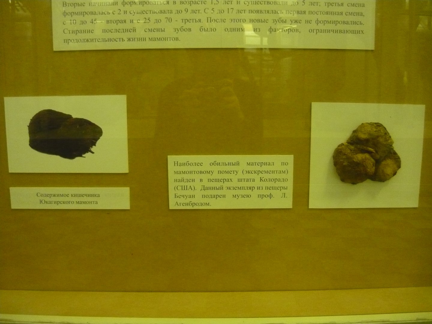 Mammoth dung