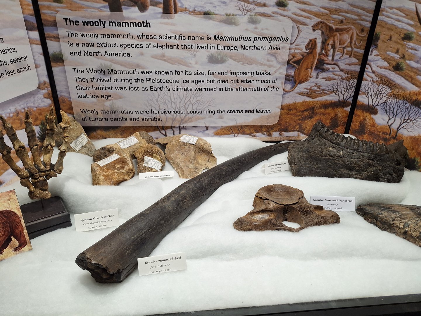 Mammoth Fossil Display