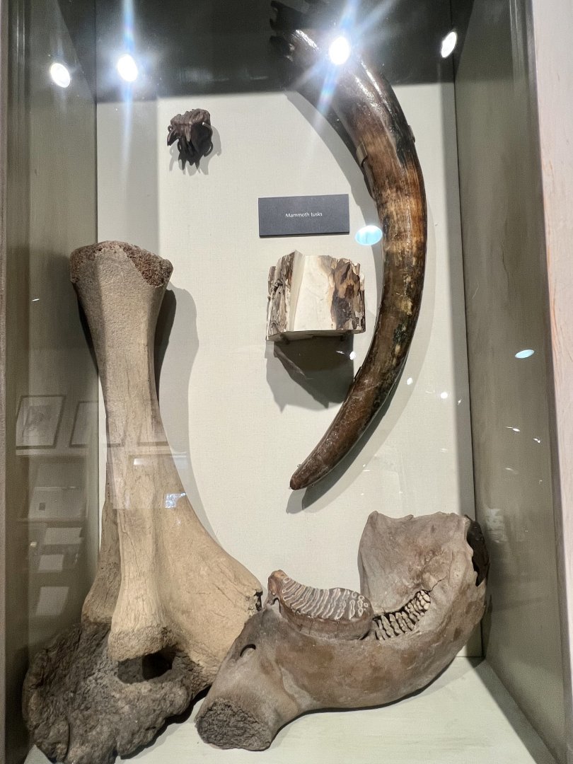 Mammoth fossils