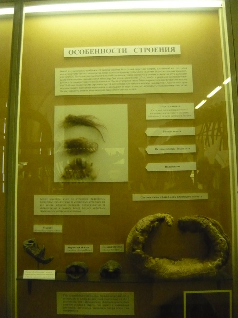 Mammoth hairs and trunk