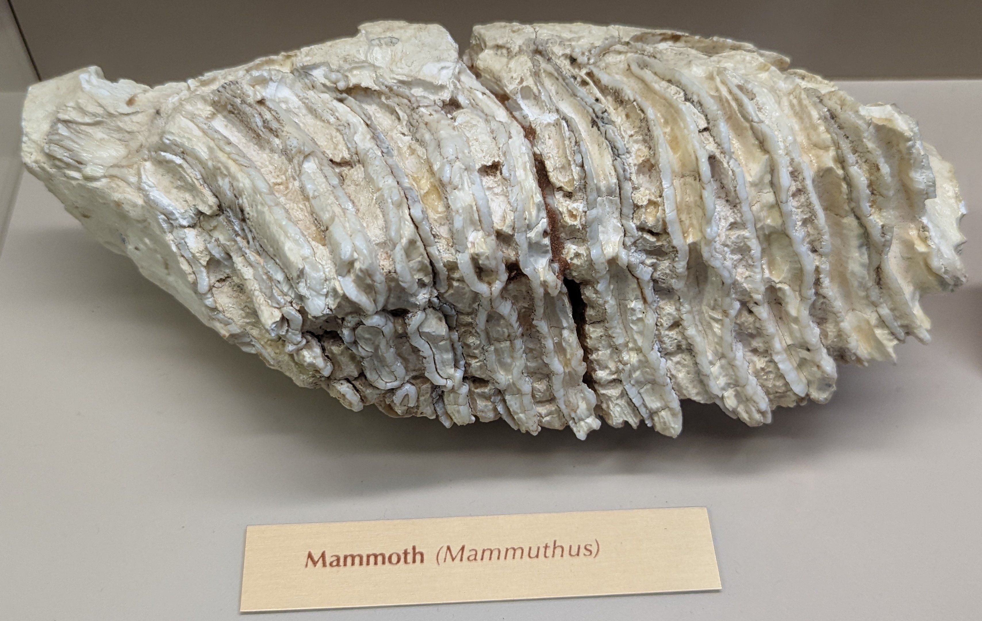 Mammoth (Mammuthus sp.) Molar
