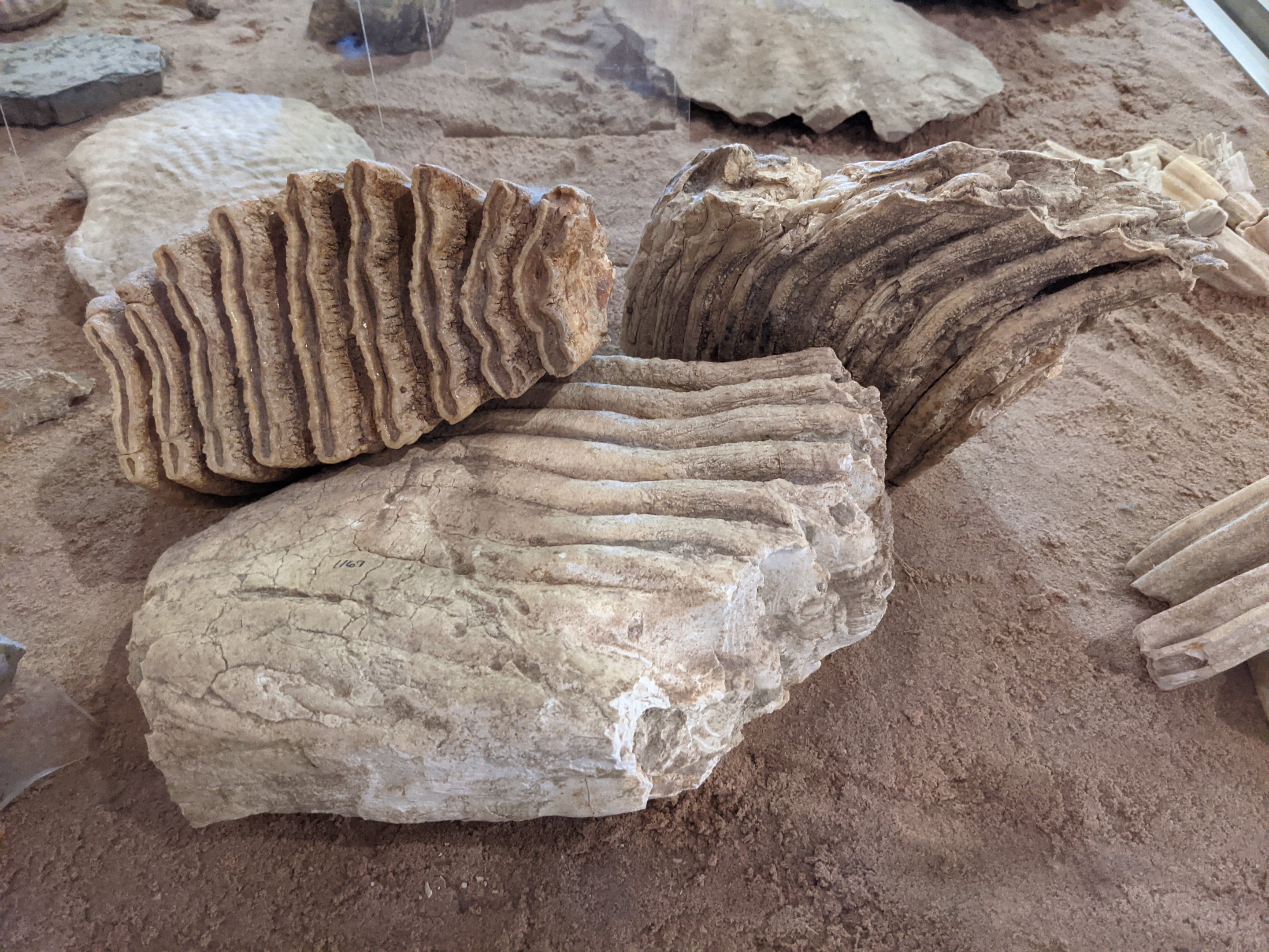 Mammoth molars