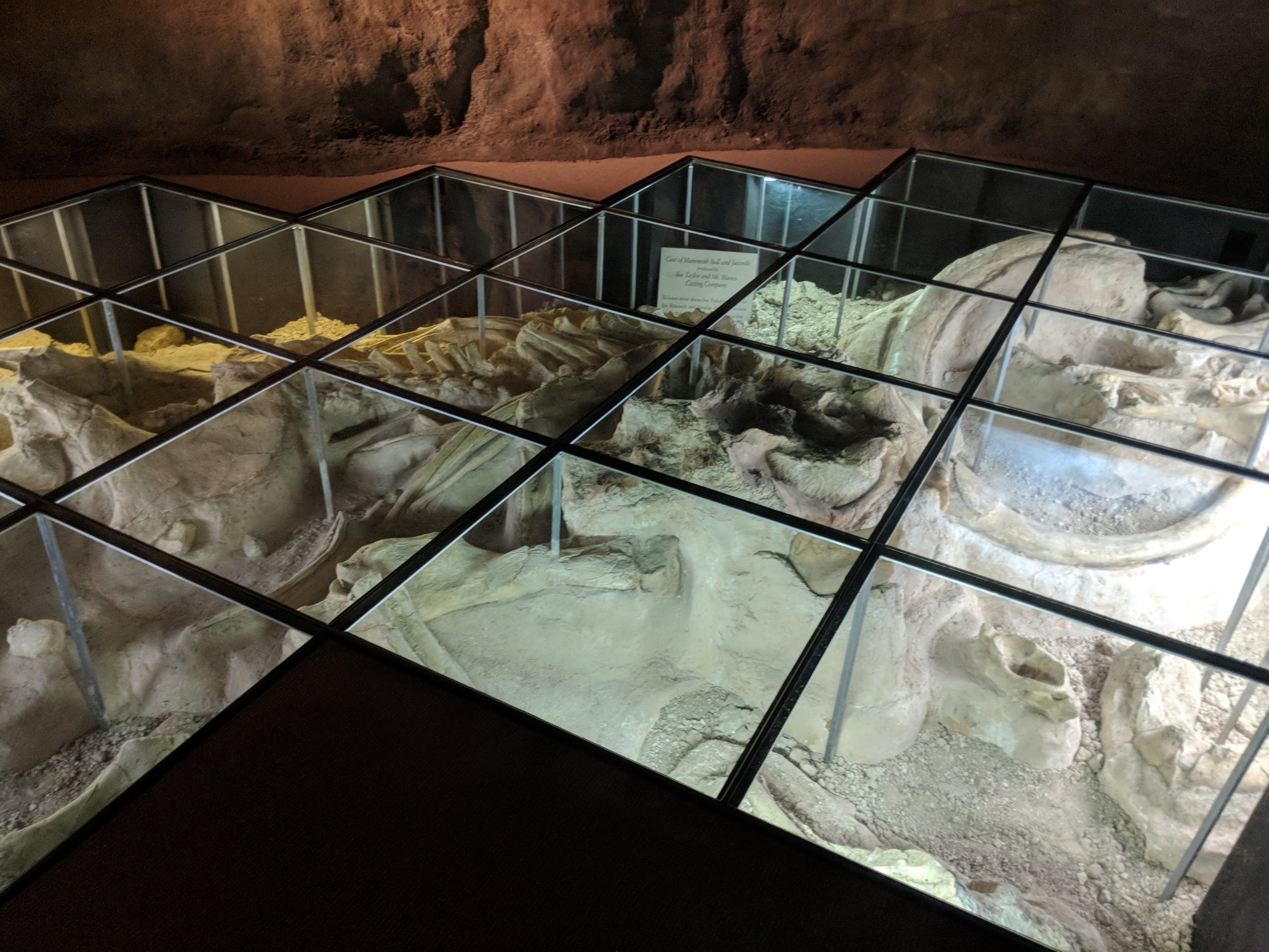 Mammoth skeletal display