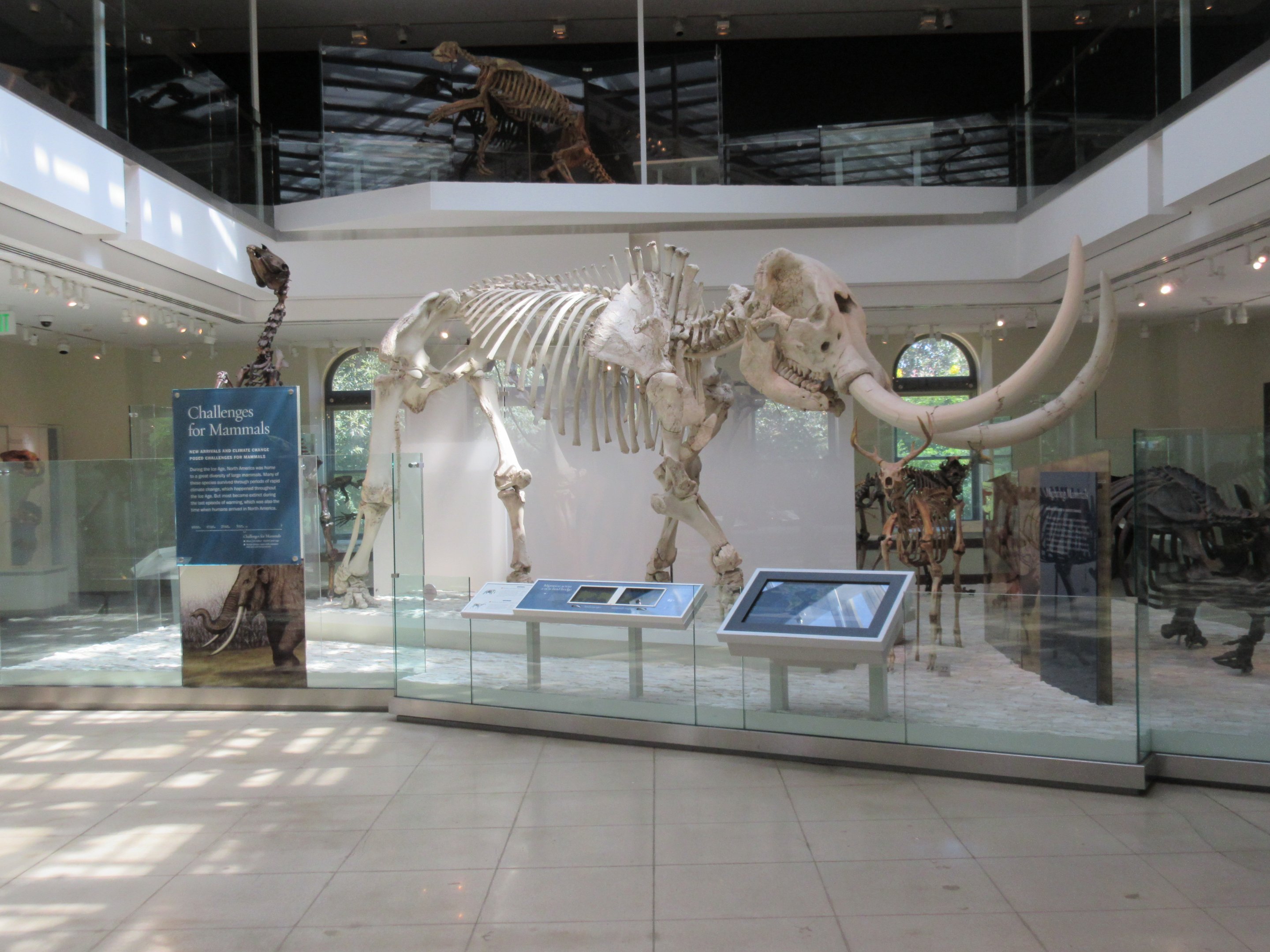 Mammoth Skeleton