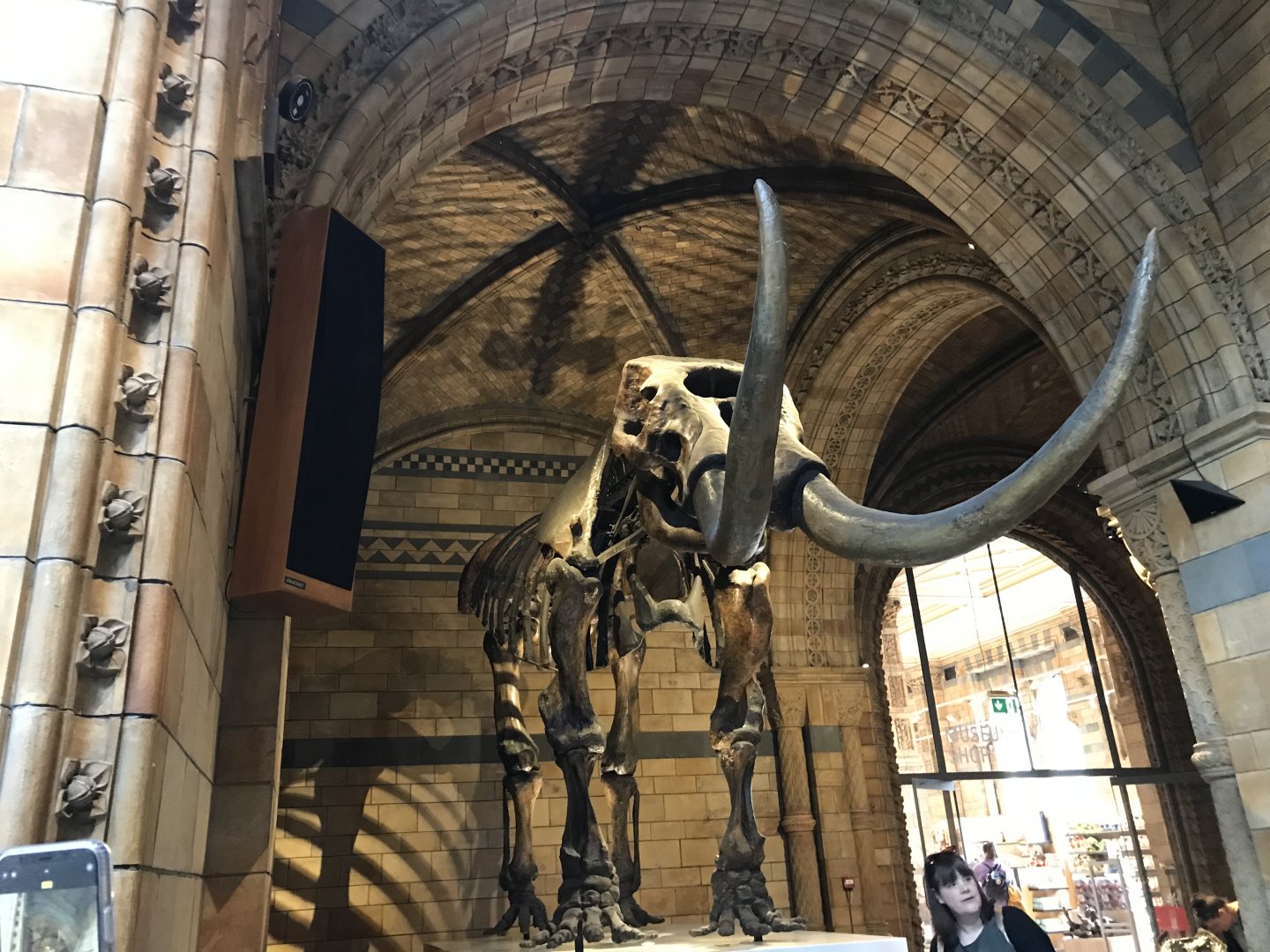 Mammoth skeleton