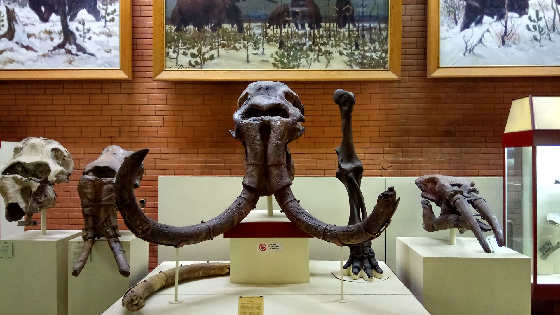 Mammoth skulls, tusks and bones, Gomphotherium skull
