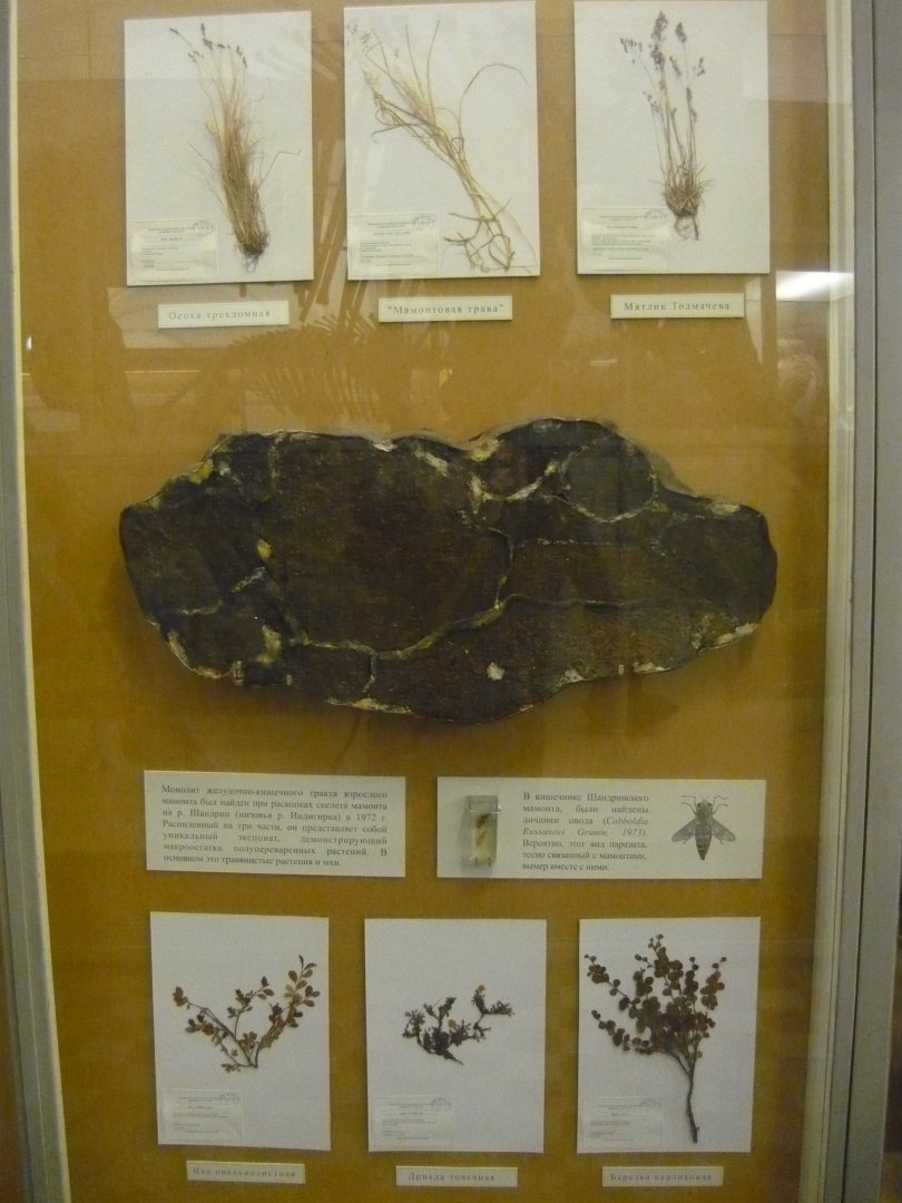 Mammoth stomach contents