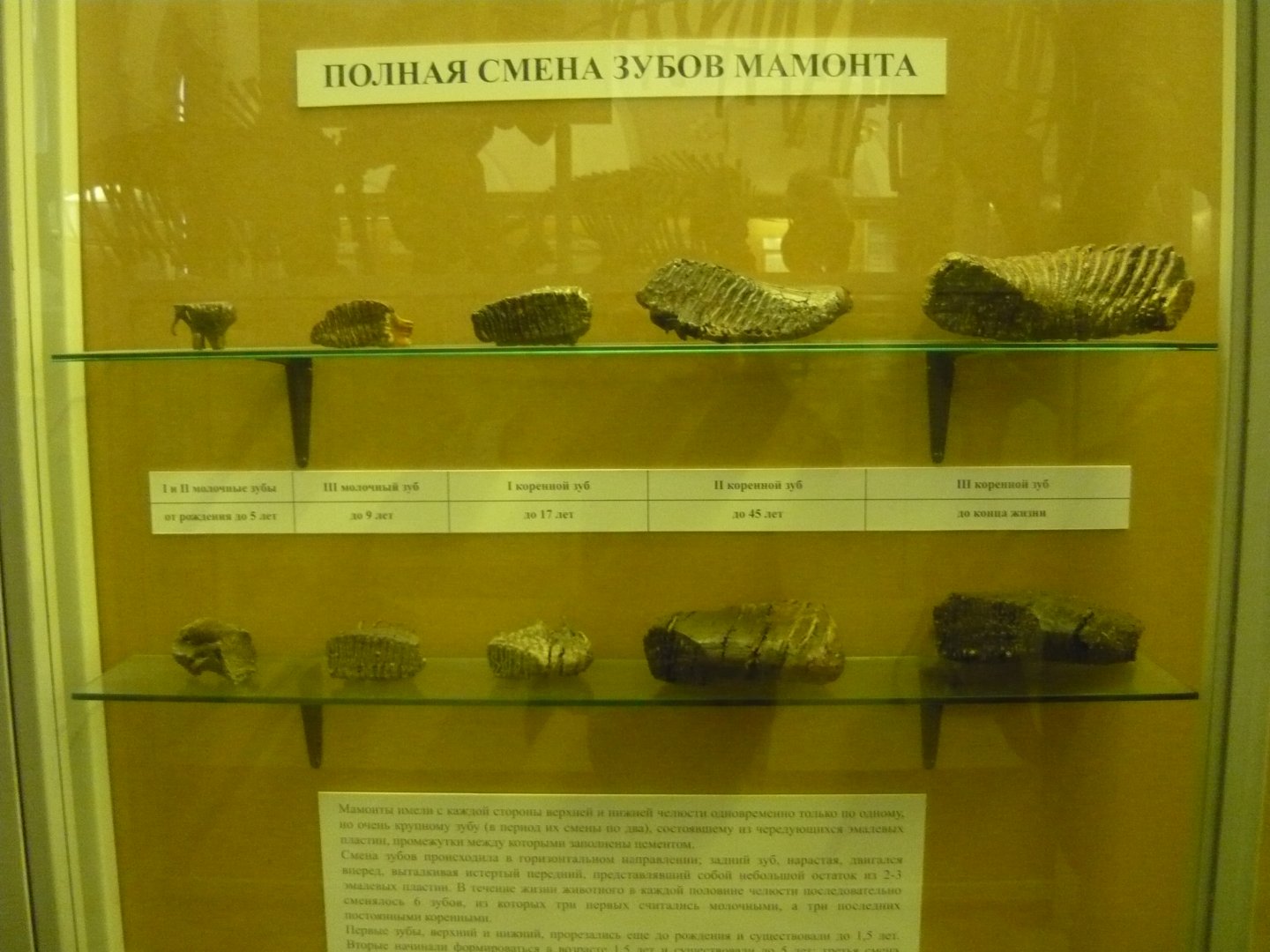 Mammoth teeth replacement