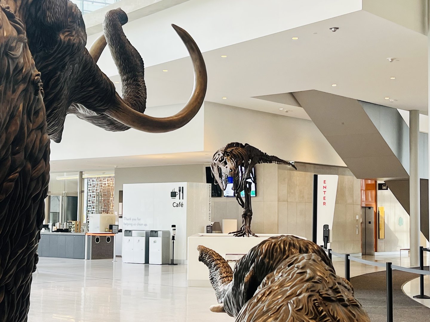 Mammoth threat display against potential predatory giant lizard bird in clear need of a meal