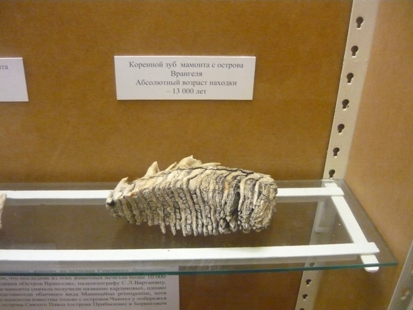 Mammoth tooth from Wrangel island