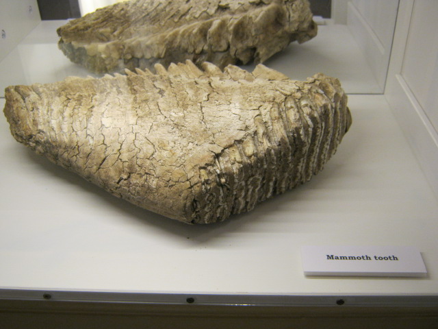 Mammoth Tooth - Portsmouth Nat Hist Museum 2015.