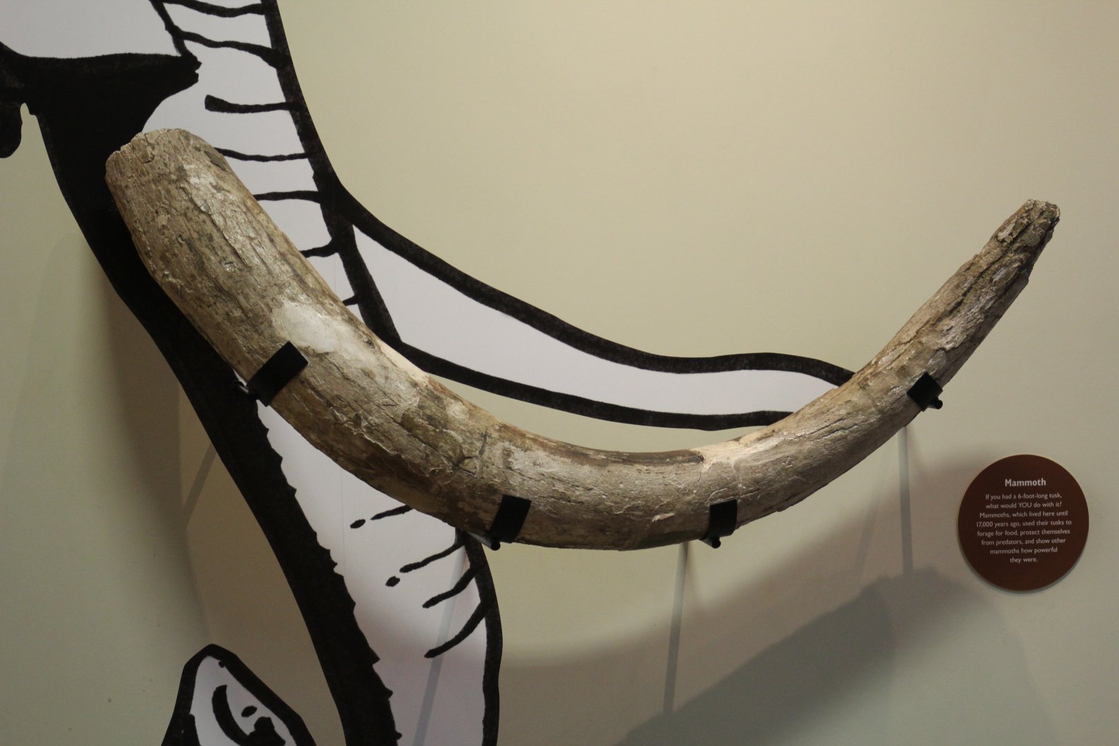 Mammoth Tusk