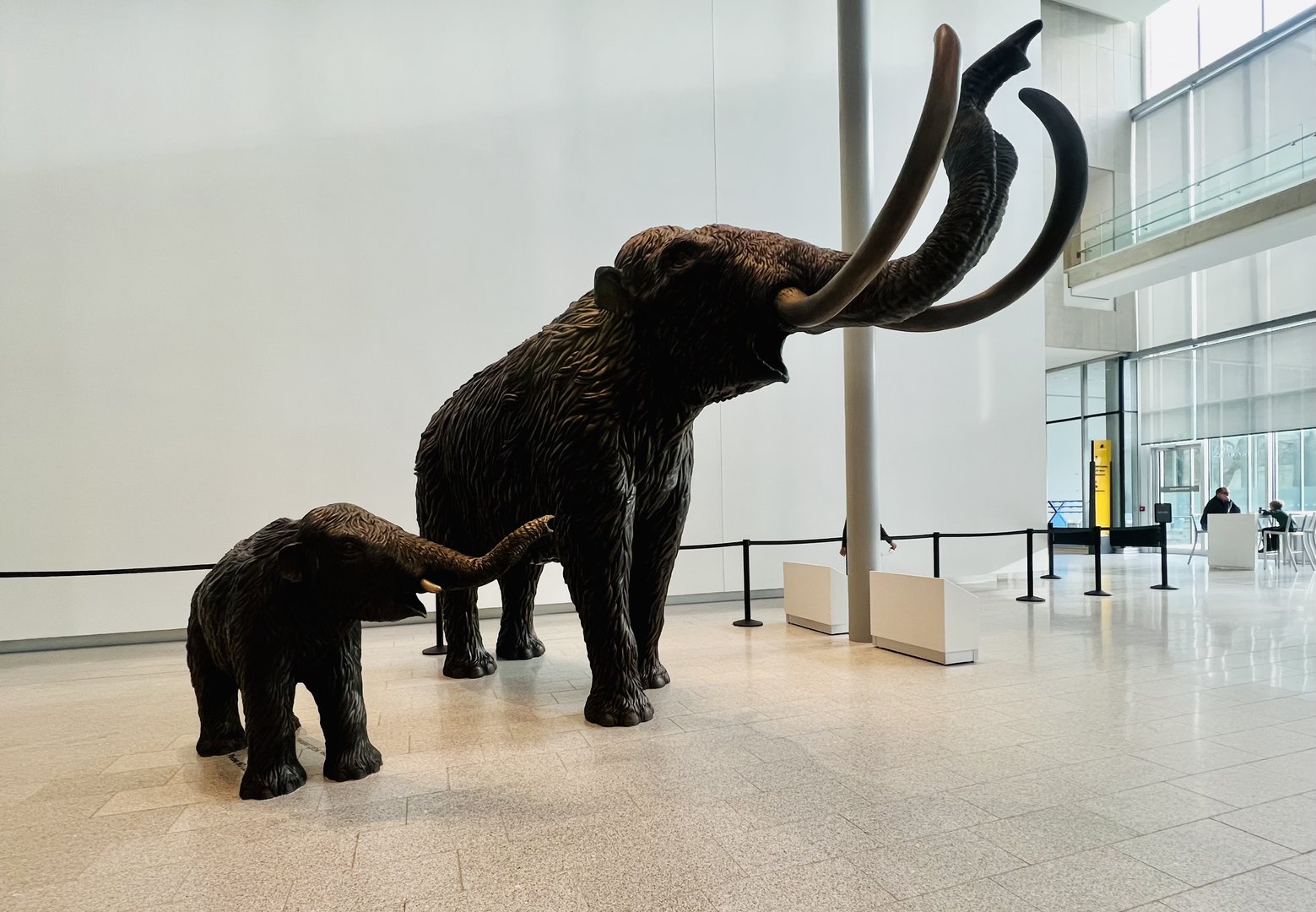 Mammoths