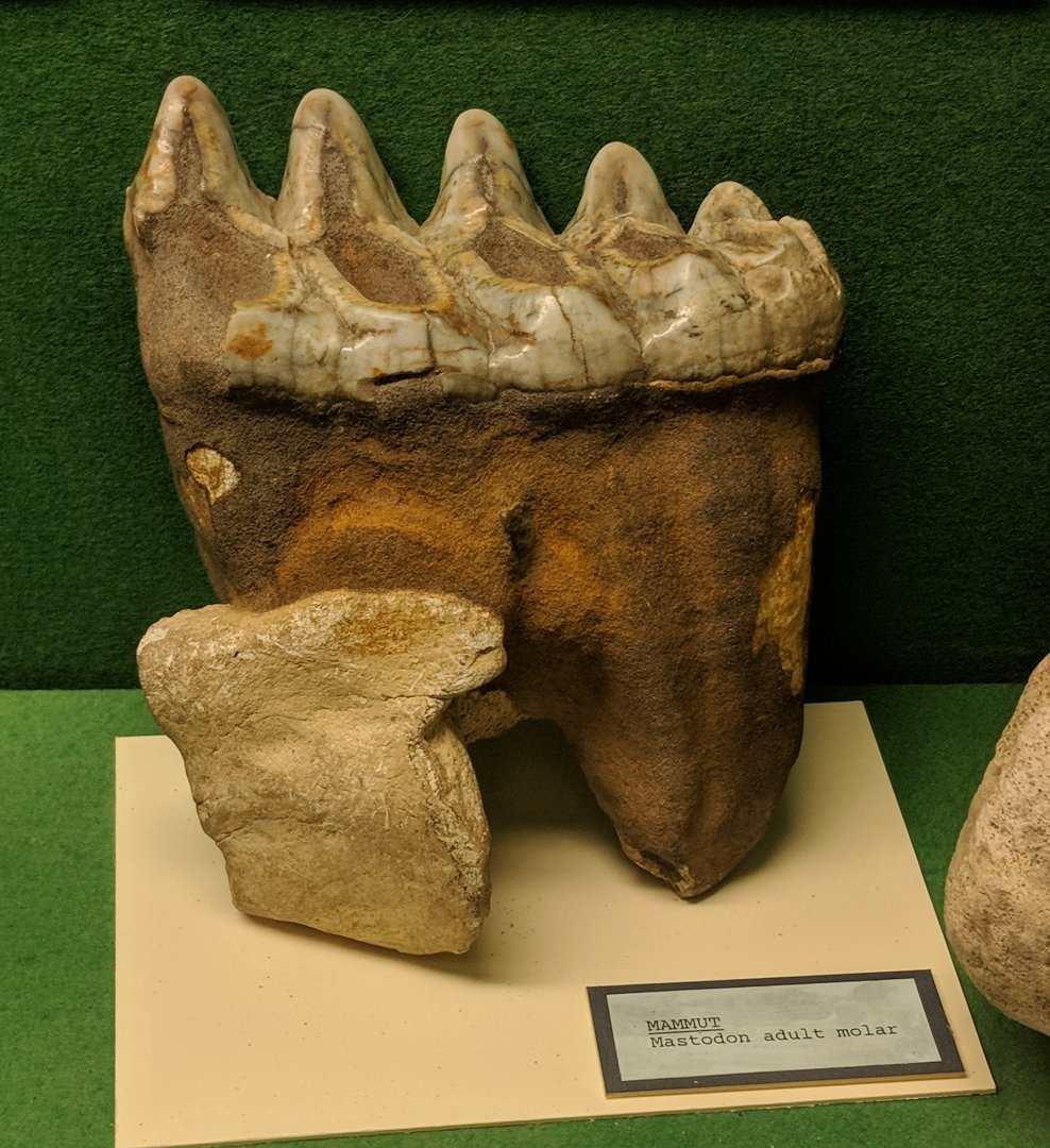 Mammut sp. molar