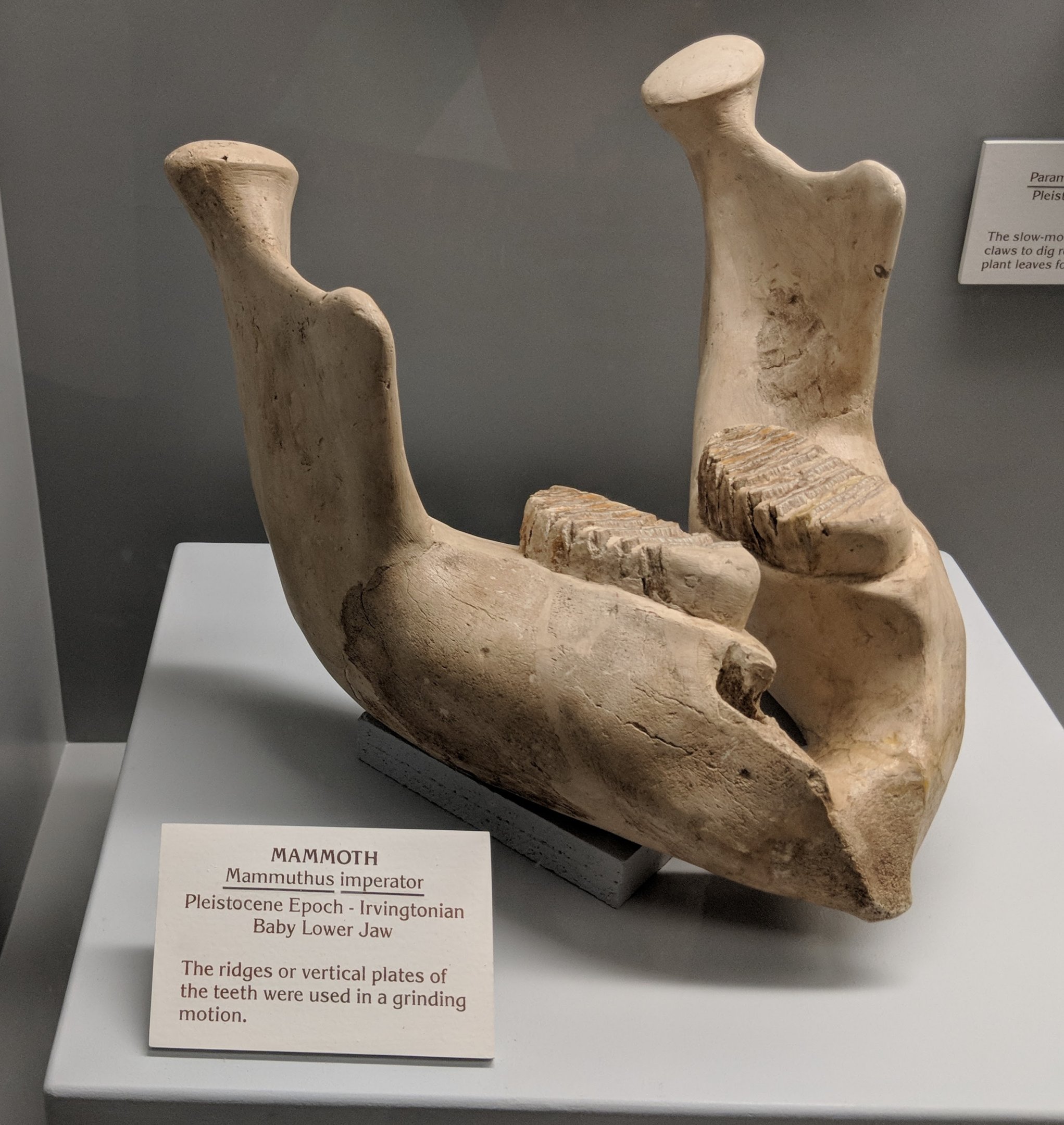 Mammuthus imperator juvenile lower jaw