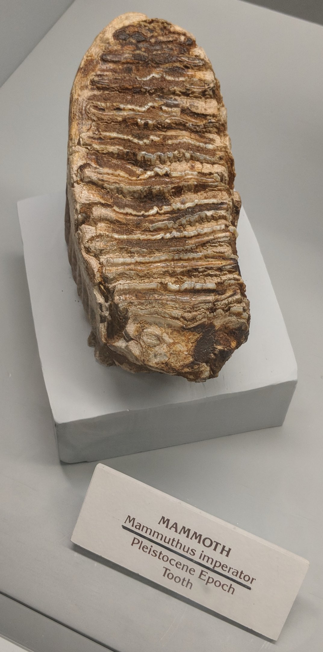 Mammuthus imperator tooth