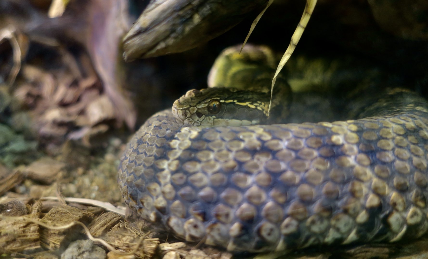 Mamushi (Gloydius blomhoffii)