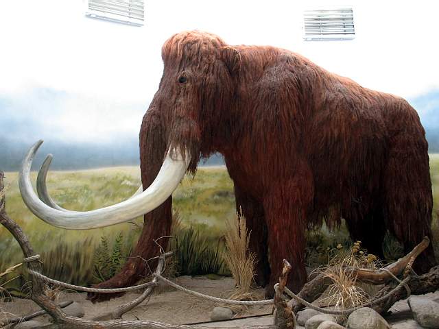 Mamut