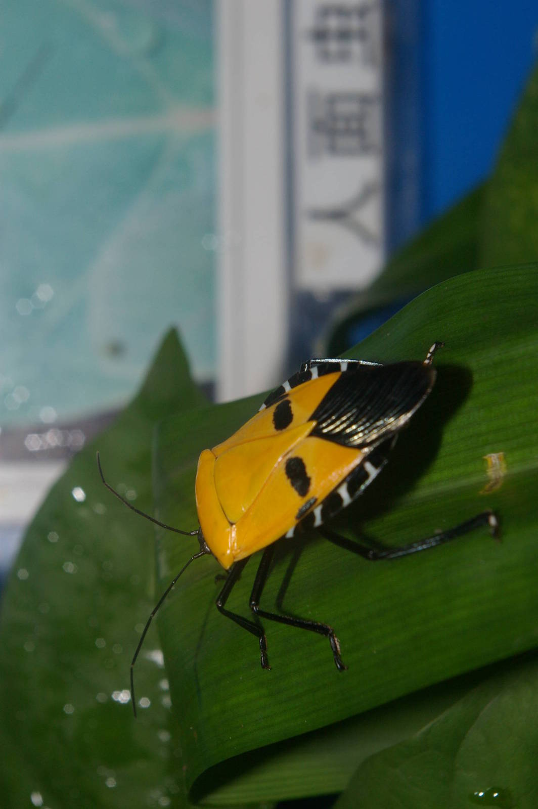 man-faced bug Catacanthus nigripens