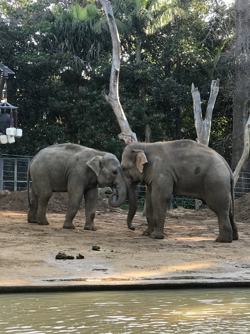 Man Jai and Luk Chai