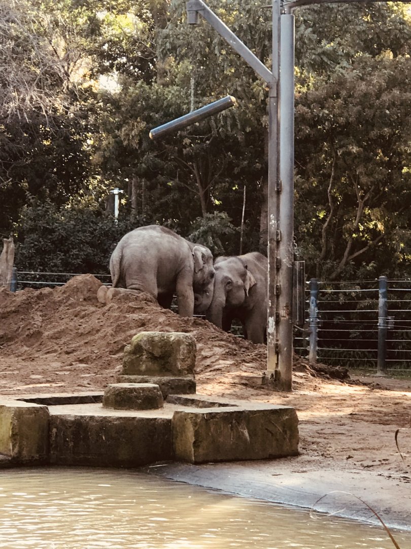 Man Jai and Luk Chai