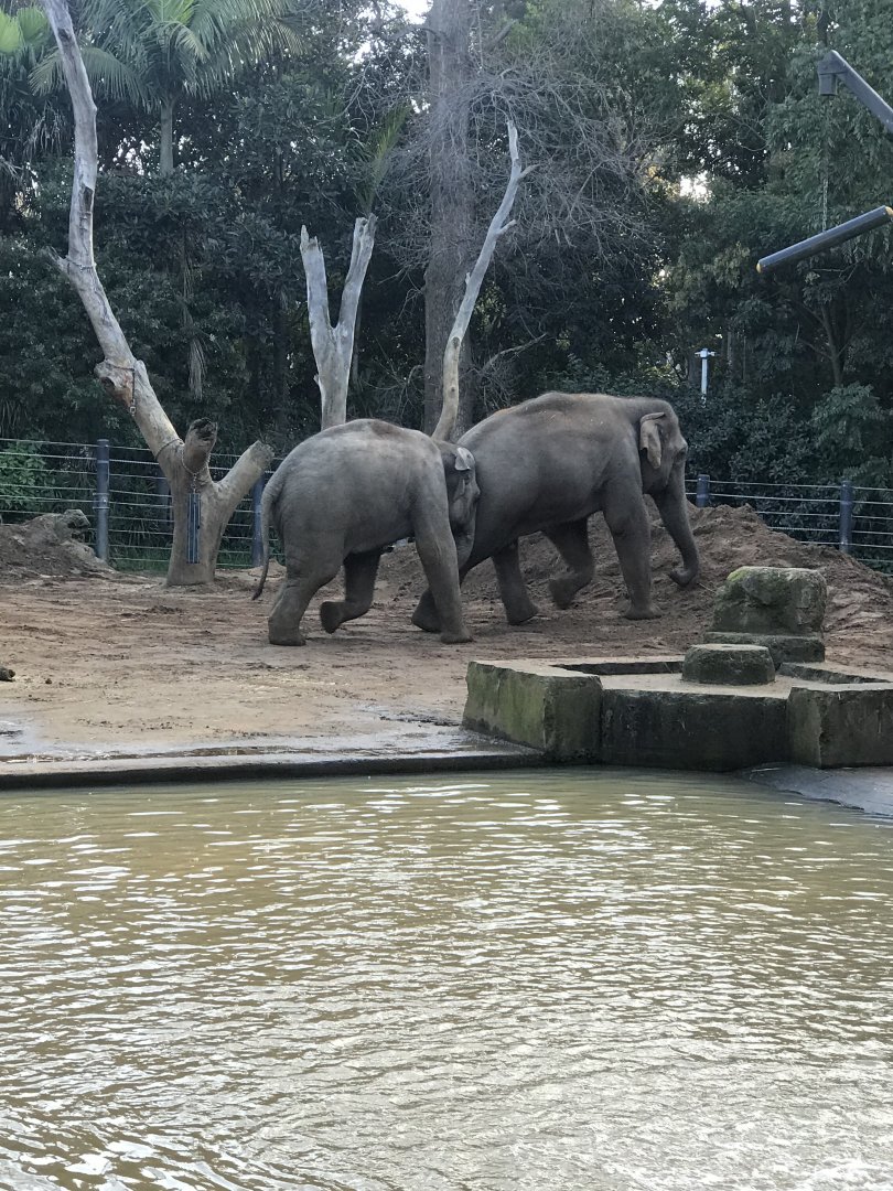 Man Jai chasing Luk Chai