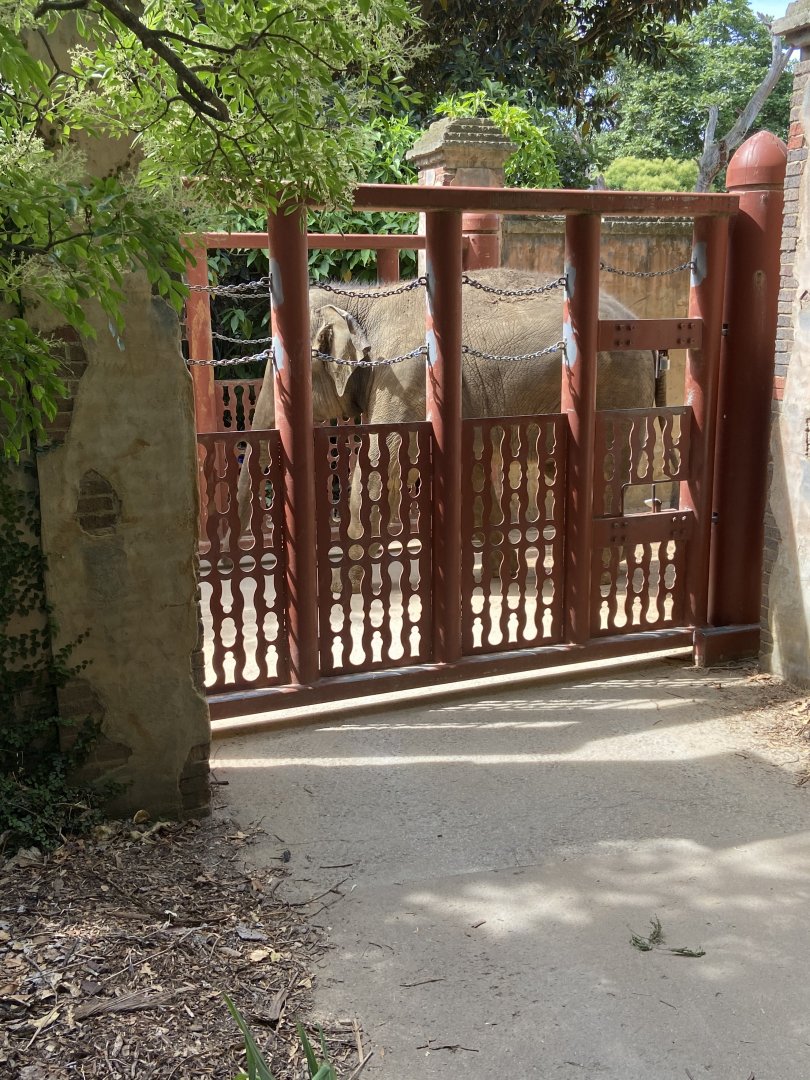 Man Jai crossing the path