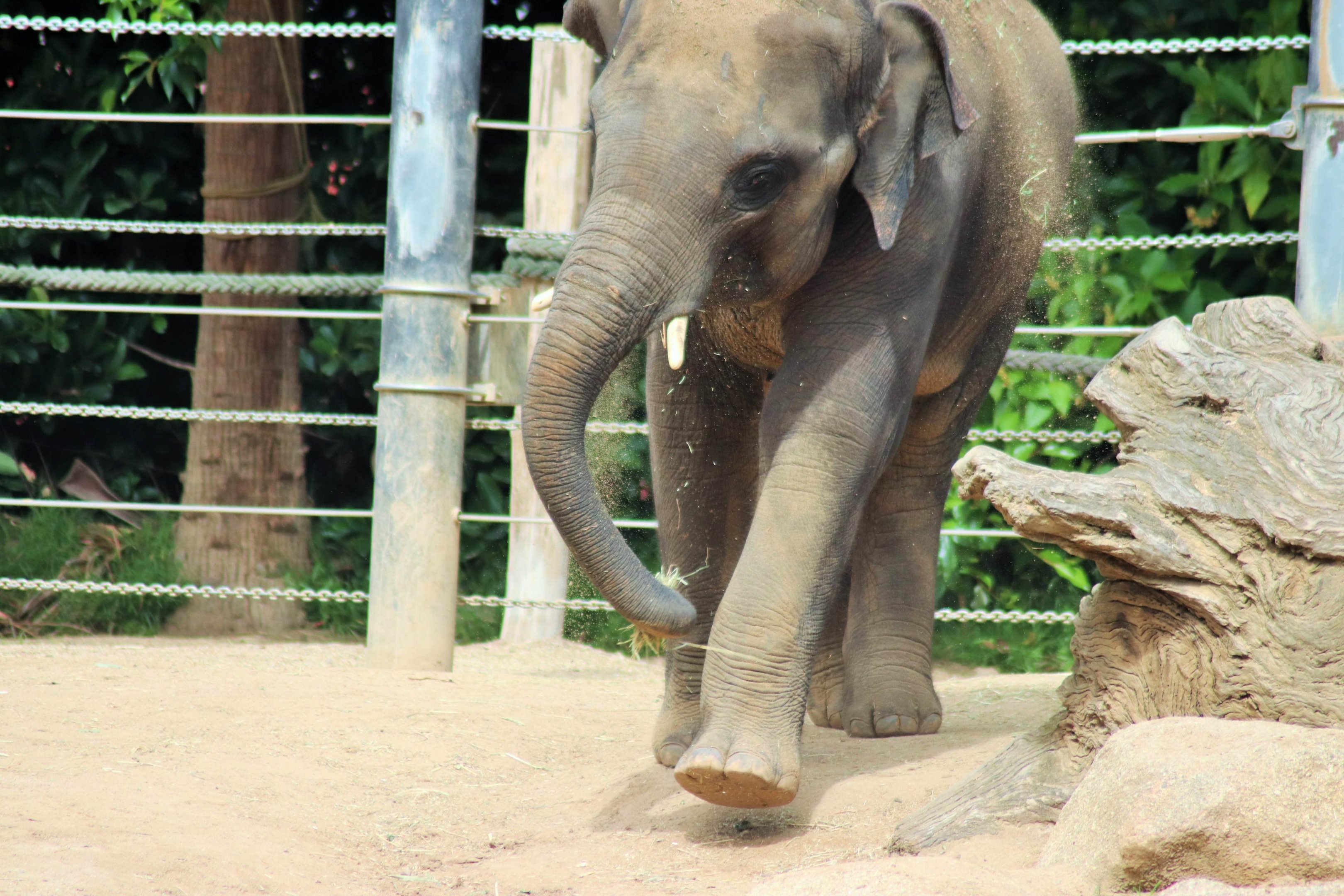 'Man Jai' the Asian elephant (Elephas maximus)