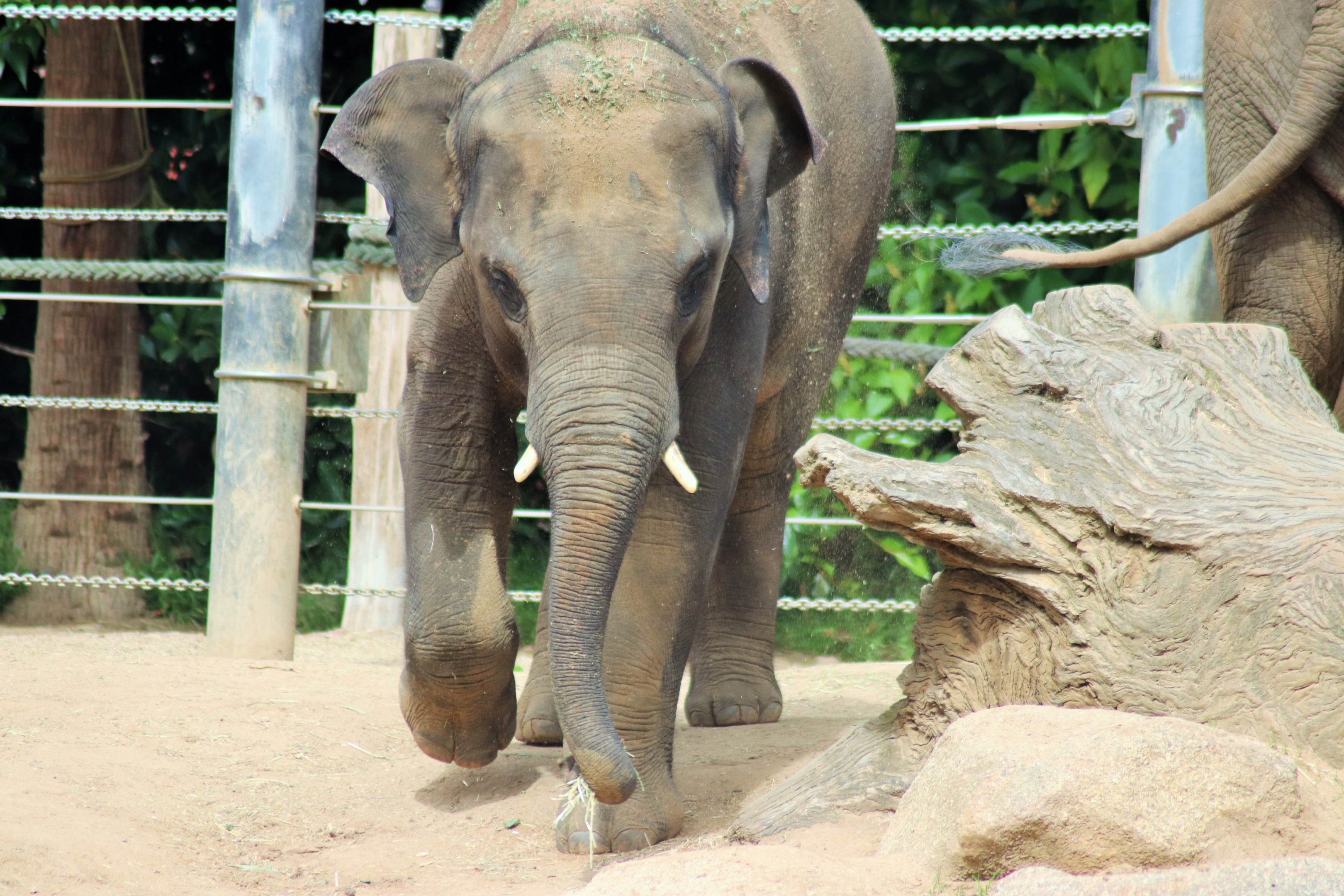 'Man Jai' the Asian elephant (Elephas maximus)