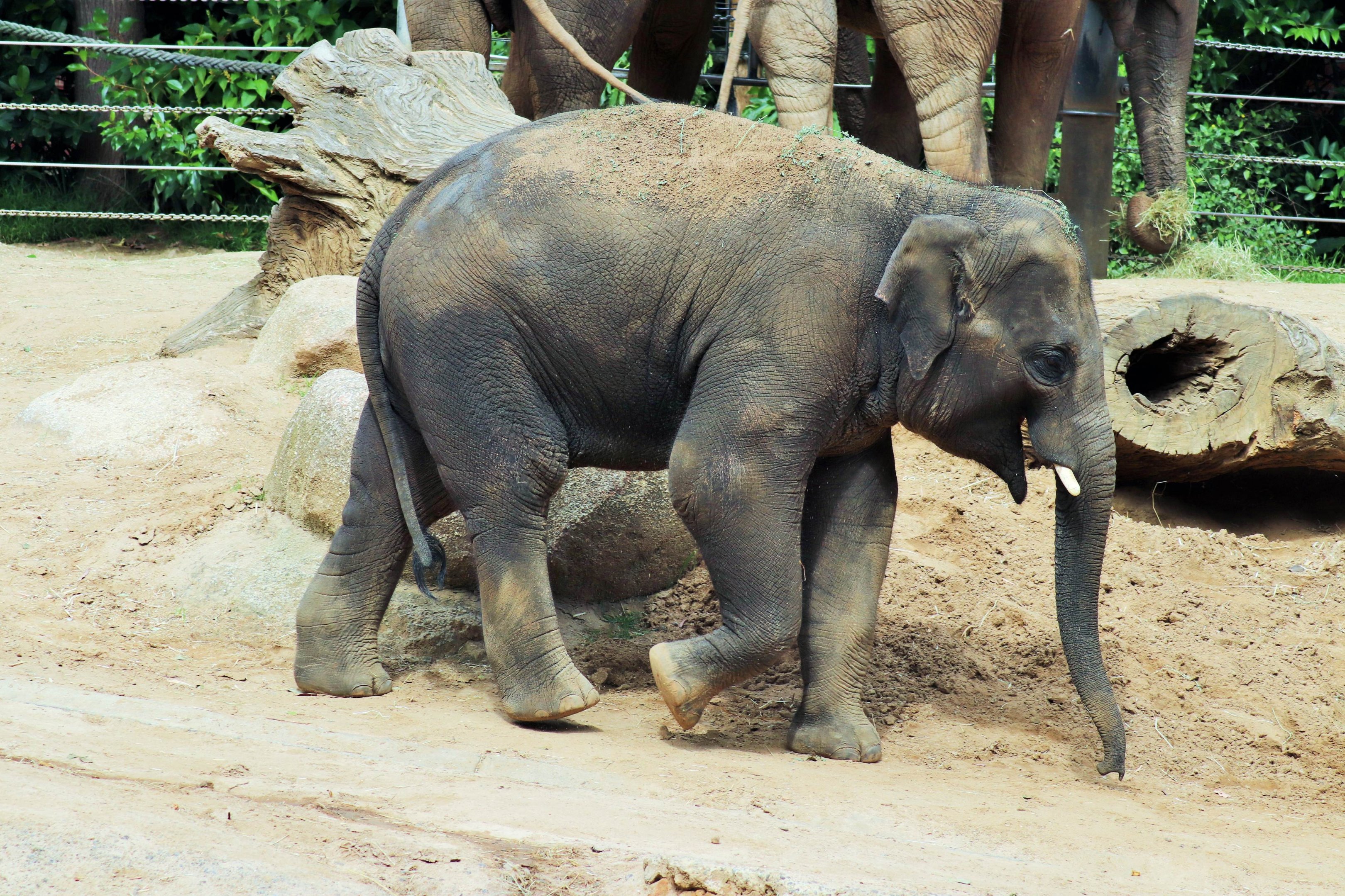 'Man Jai' the Asian elephant (Elephas maximus)