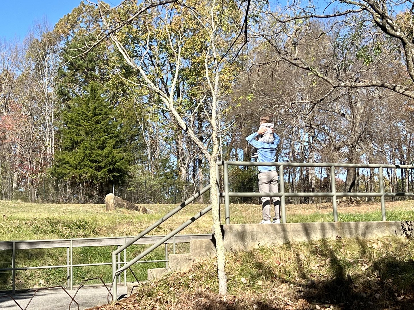 Man lifting Child to see Bison