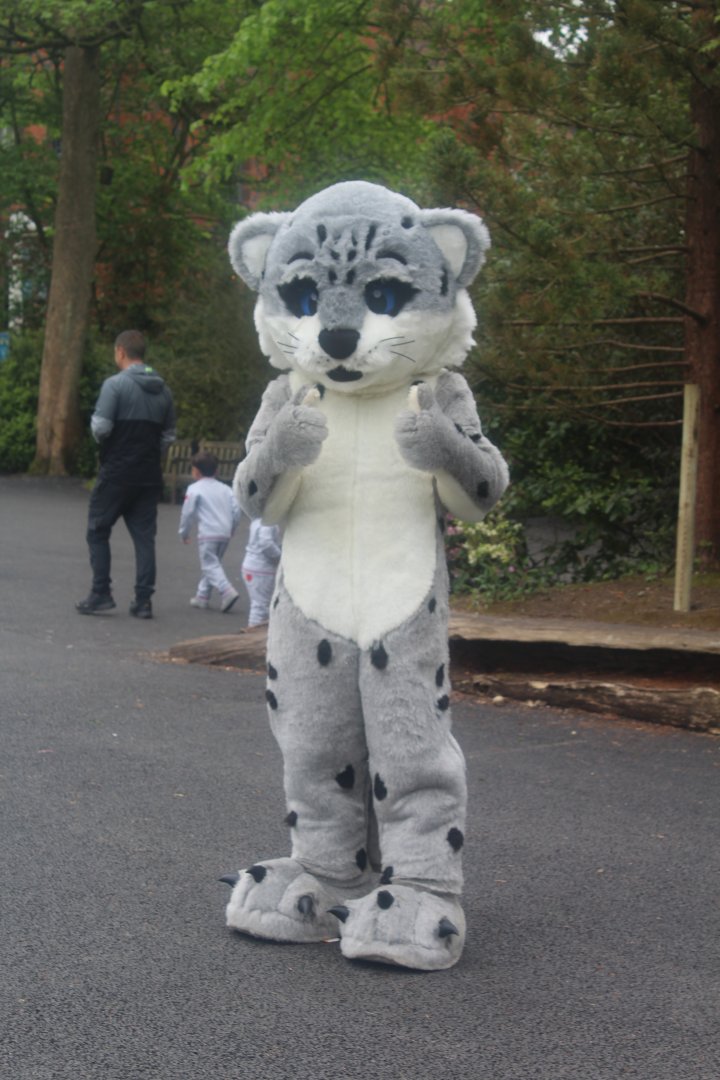 Man (or woman) in snow leopard costume Chester Zoo 6 May 2024
