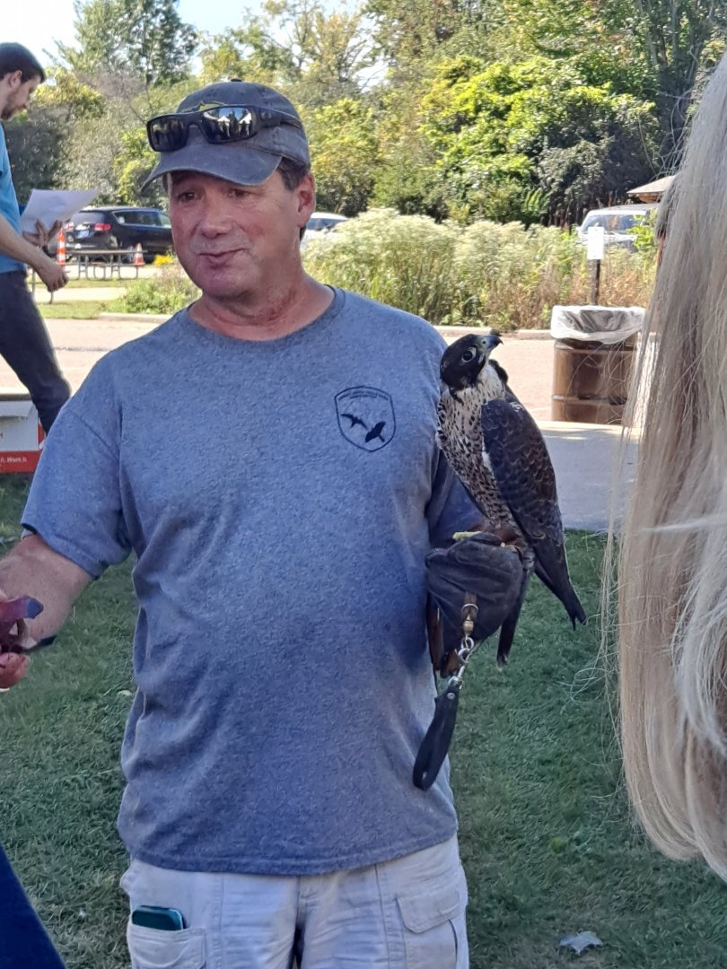 Man with Peregrine Falcon (Lake Erie Metropark HawkFest, Wayne County, MI, 9/21/24)