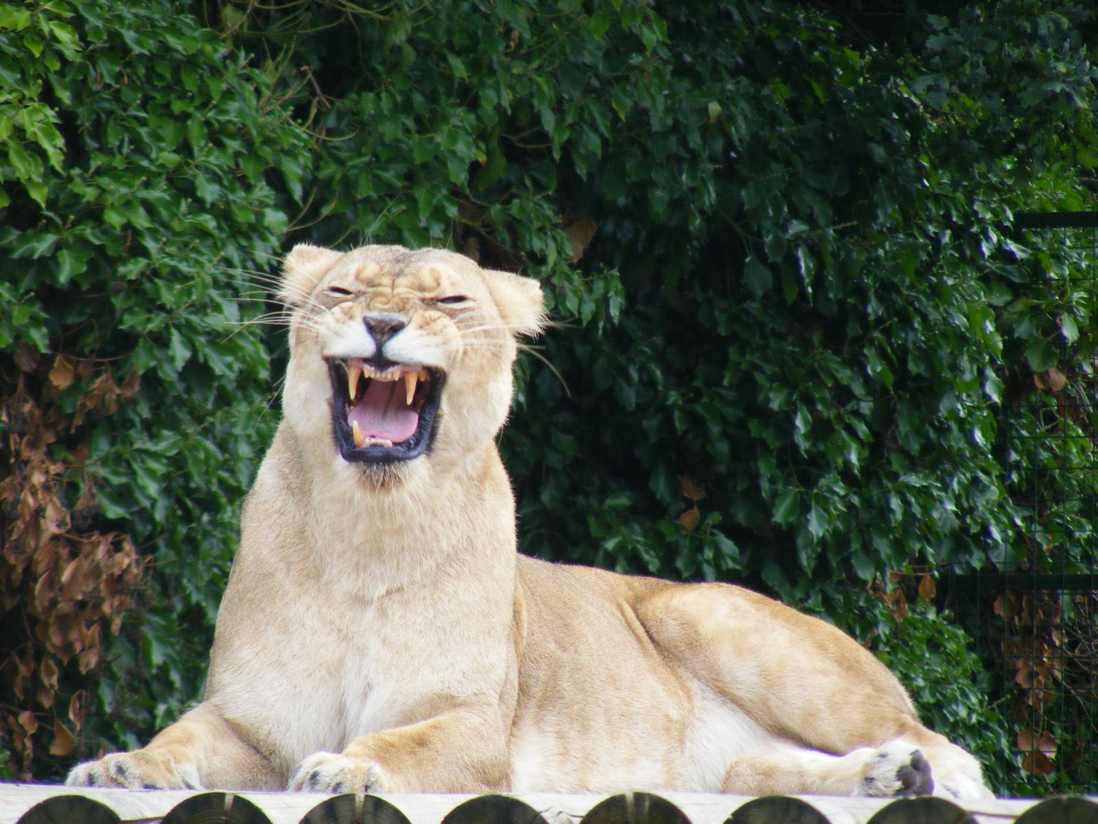 Mana the African lioness at Paradise Wildlife Park, 5 September 2010