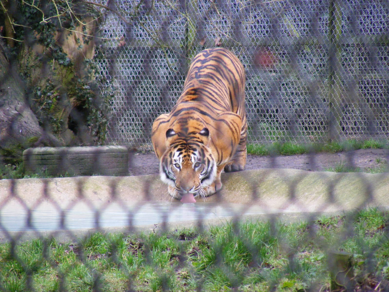 Manas the Bengal tiger at Howletts Wild Animal Park, 12 February 2011