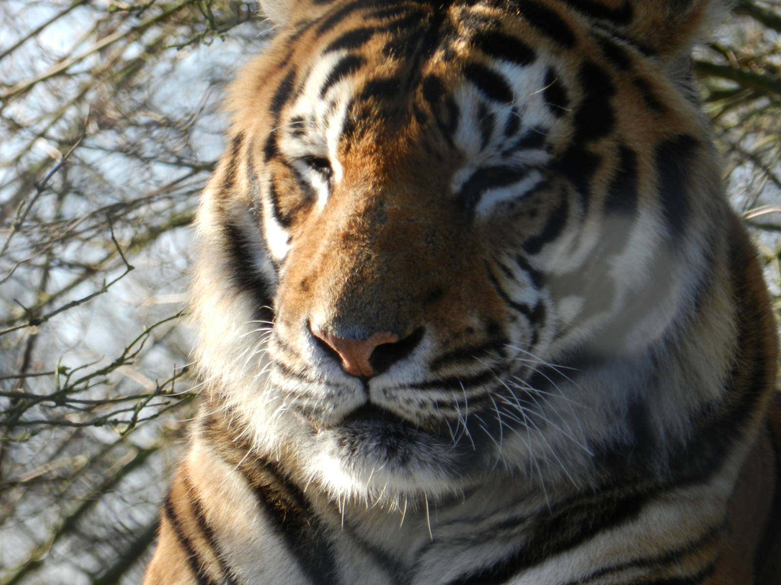 Manas the Male Bengal Tiger