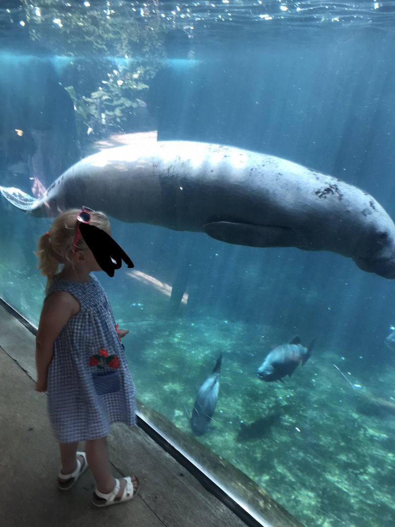 Manatee (2019)