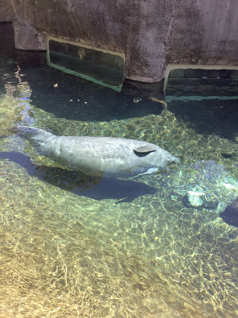 Manatee above water viewing 3/20/24