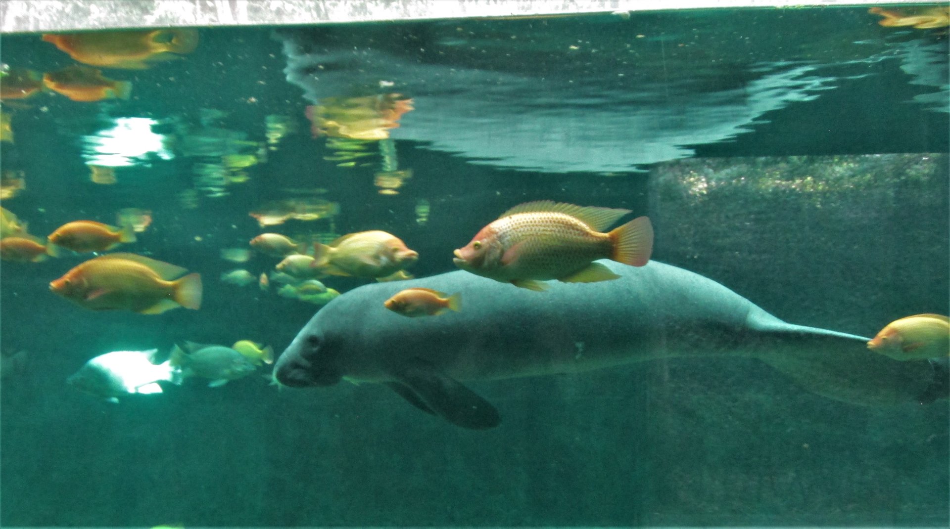 MANATEE AND  TILAPIA
