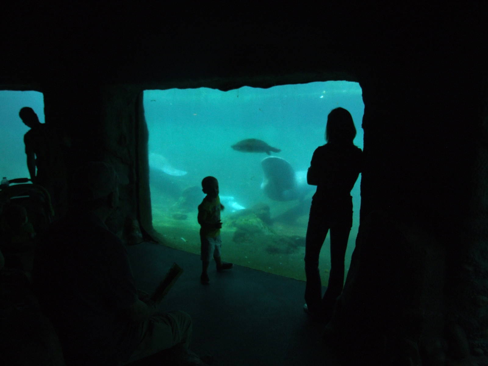 Manatee and Turtle Viewing at Lowry Park, 13/10/13