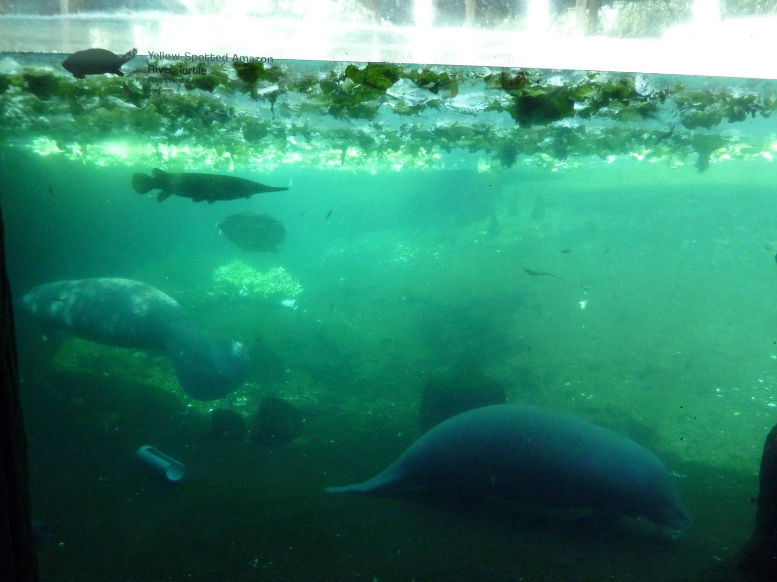 Manatee + Aquatic Center