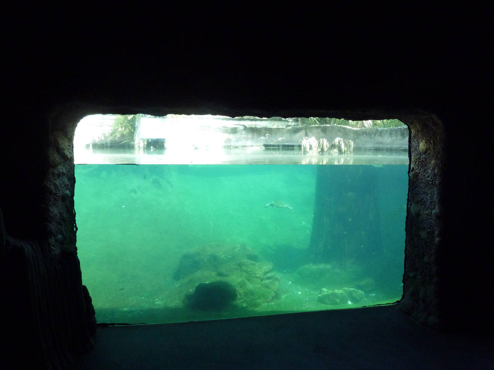 Manatee + Aquatic Center