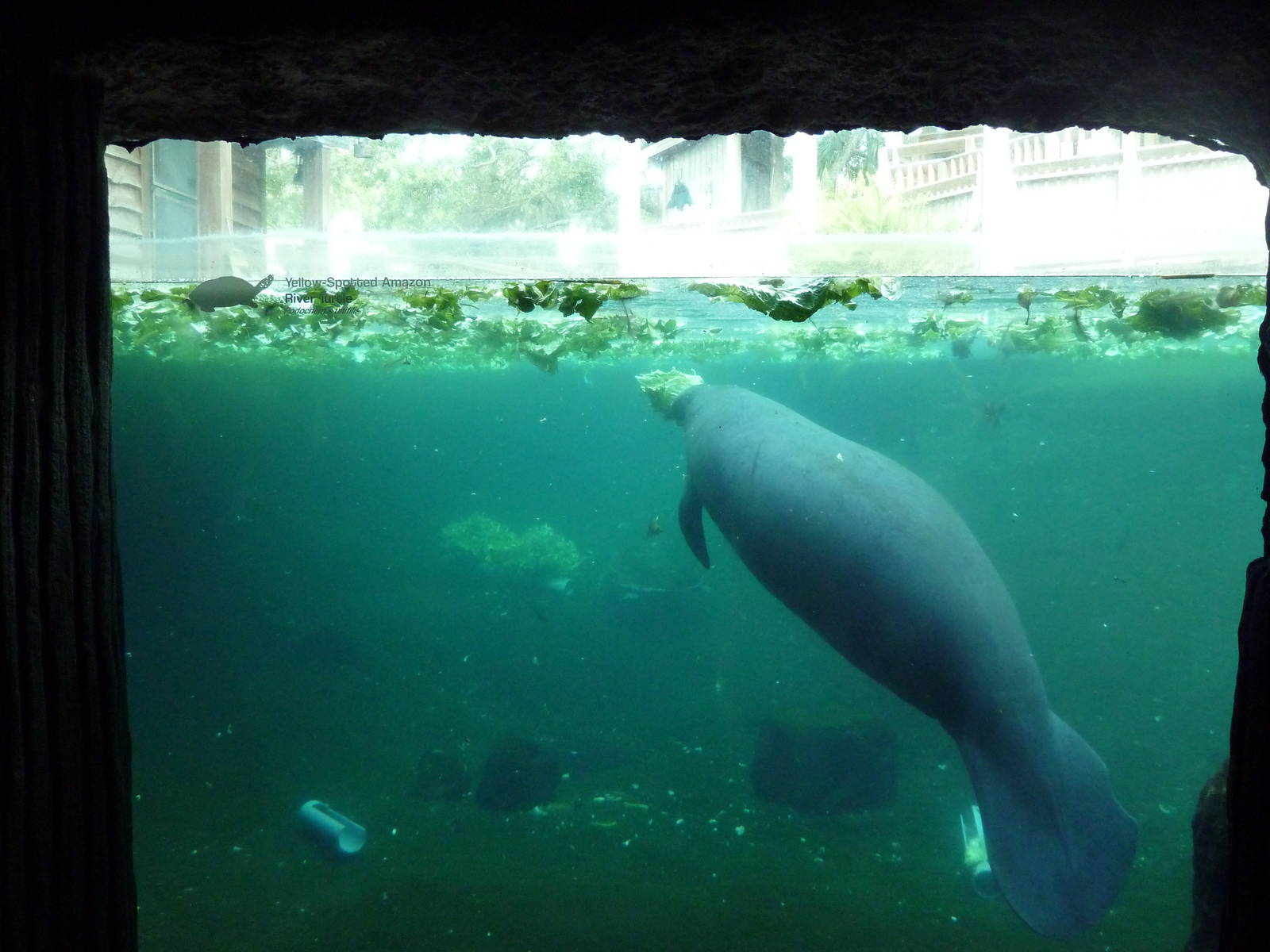 Manatee + Aquatic Center