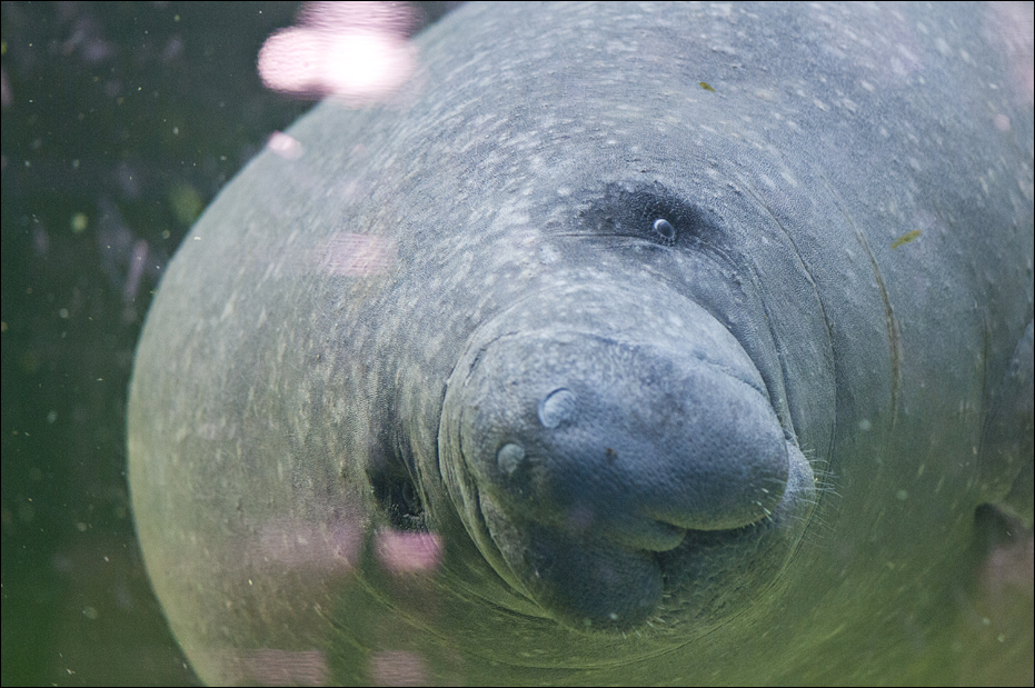 Manatee at Berlin Tierpark